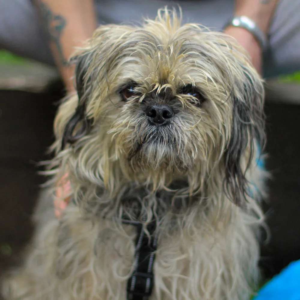 Pet Food Bank visit
