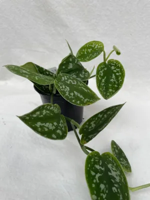 Pothos - 'Satin' (Devil's Ivy)